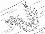 Ciempiés Scolopendra Cienpies Ciempies Milpies Cabeza Centipede Chino Headed Insectos Millepiedi Disegnare sketch template
