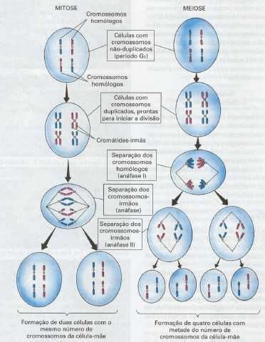 mitose  meiose meiose mitose mitose meiose