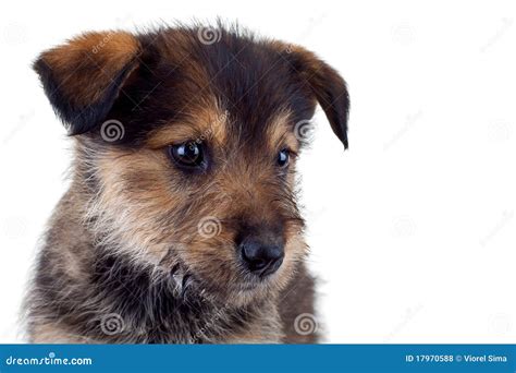 cute brown puppy  face stock photo image  close young