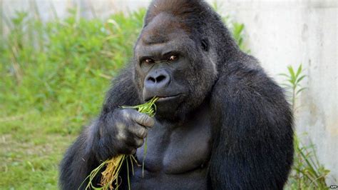 shabani the making of a metrosexual gorilla bbc news