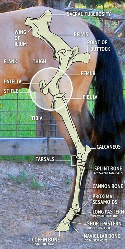horse charts  images horse anatomy horse care horse health