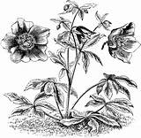 Helleborus Hellebore Flowers Etc Clipart Expanded Partially Habit Fully Usf Edu Large sketch template
