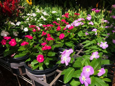 vinca rockbank nursery