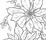 Poinsettia Christmas Line Coloring Drawing Flower Pages Drawings Clip Printable Clipart Graphicsfairy Thumb Color Fairy Pattern Flowers Graphics Vintage Thegraphicsfairy sketch template