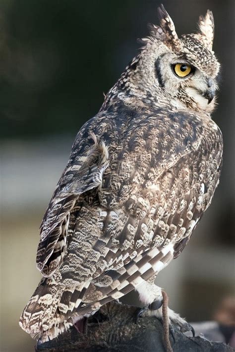 eagles owl    pinterest