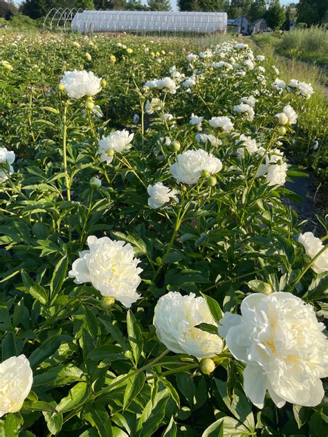 peony duchesse de nemours