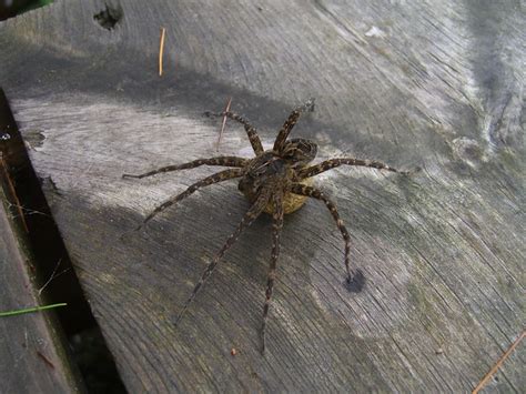 dock spiders flickr photo sharing