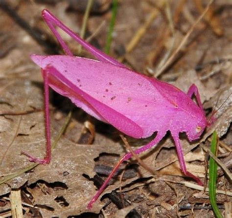 rare pink katydids motley news
