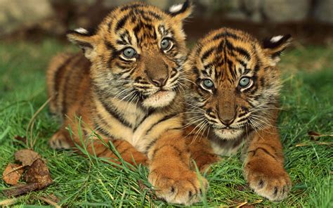cute baby tiger