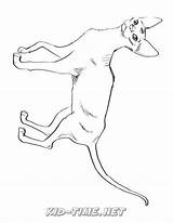 Donskoy Coloring Book Cats Animals Skip sketch template