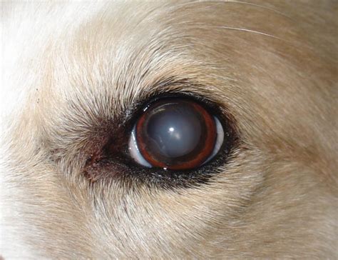 cloudy eyes  dogs doggo health