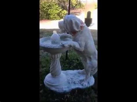saint bernard resin sculpture water fountain youtube