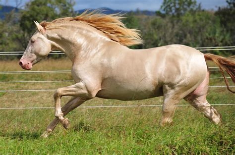 scientia potentia est andalusian    beautiful horse