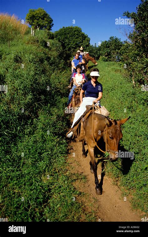 mule ride   kalaupapa peninsula  molokai hawaii stock photo alamy