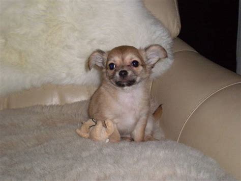 beautiful long haired chihuahua for sale adoption from