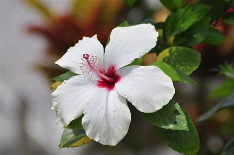 What Is The Rarest Flower In The World Worldatlas