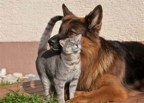 Unlikely Friendship Between Grey Kitty And German Shepherd Love Meow