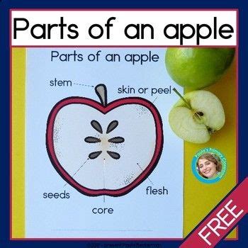 parts   apple diagram  worksheet  apple preschool easy
