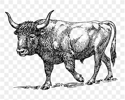 aurochs png wild ox sticker  png rawpixel