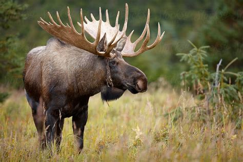 bull moose  paul tessier moose alaska stocksy united
