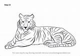 Bengal Drawingtutorials101 Improvements Necessary sketch template