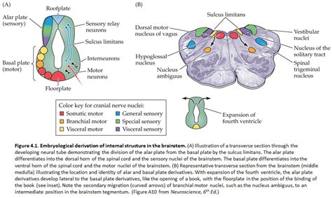 cranial nerve  nucleus