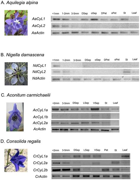 semi quantitative rt pcr analysis of ranacyl gene expression in floral