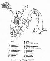 Digestive System Coloring Human Pages Worksheet Drawing Grade Getdrawings Popular sketch template