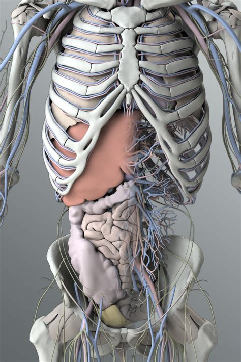 zygotesolid  male organs model medically accurate human anatomy
