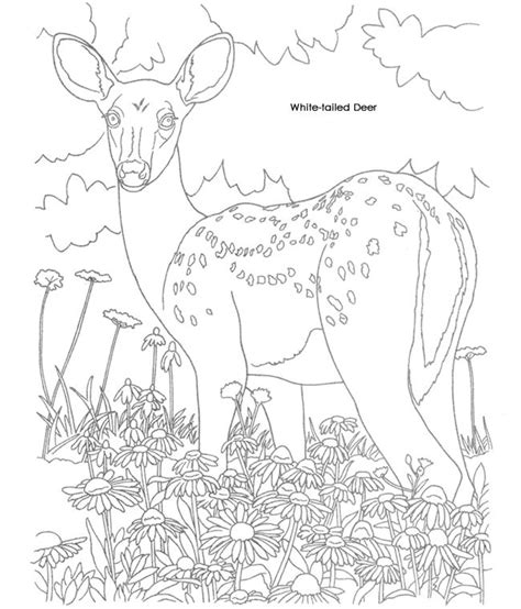 dover publications  adult coloring pages cool coloring