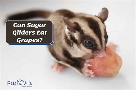 sugar gliders eat  types  grapes answered