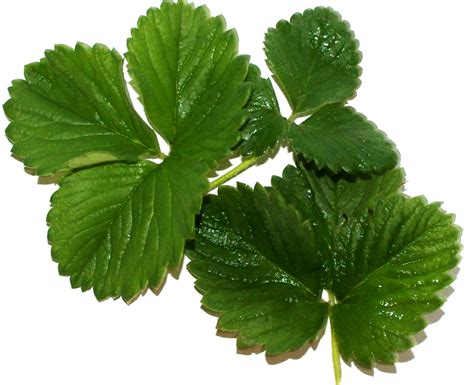 7 Super Health Benefits Of Strawberry Leaves 1 Top Traditional Cure