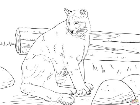 mountain lion coloring pages printable