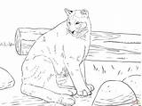 Mountain Lion Coloring Pages Color Getcolorings Li sketch template