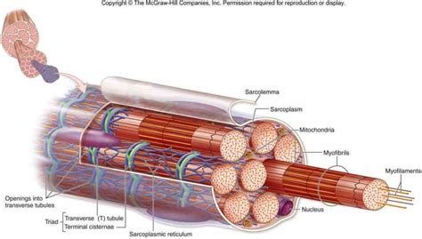 anatomy   skeletal muscle fiber medicinebtgcom