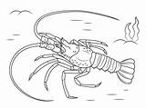 Lobster Langosta Hummer Aragosta Homard Mediterranean Langouste Europea Mittelmeer Ausmalbild Colorier Supercoloring Crostacei Bogavante sketch template