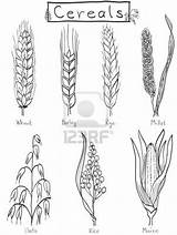 Millet Barley Wheat Cereals Rye Cereali Disegnata Getreide Cereales Oats Outline Trigo Millets Crop Cebada Maize 123rf Drawings Designlooter Webstockreview sketch template