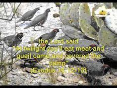 manna quail  heaven quail exodus eat meat