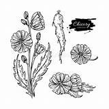 Chicory Flower Superfood Cicoria Vettore Isolato Disegnato Isol Radice sketch template