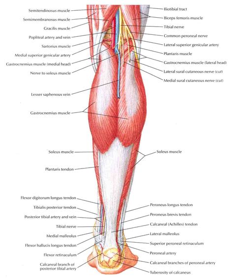 leg muscle diagrams  diagrams