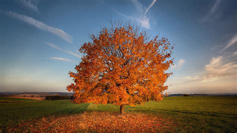 tree autumn field hd nature  wallpapers images backgrounds