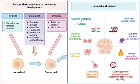 Cancer Immunotherapy Types Include The Use Of Immune Checkpoint