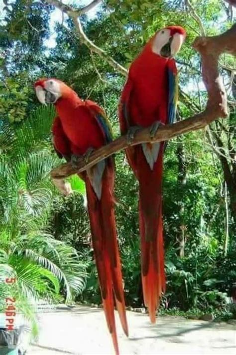 beautiful pair of scarlet macaws lil punks l♡l careful they bite hard really hard