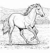 Cavallo Fattoria sketch template