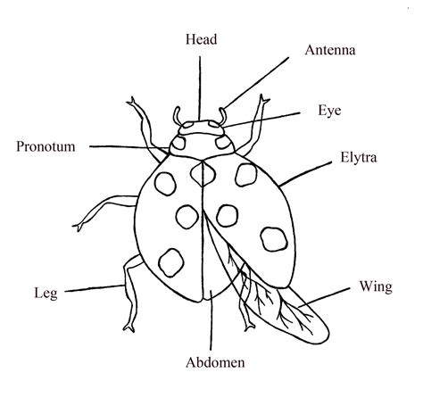 lady bug diagram google search science pinterest lady bugs  homeschool