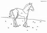 Fohlen Wiese Pferd sketch template