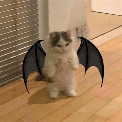 funny cat cosplay  bat motif