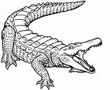 Outline Alligator Pages Coloring Colouring Kids Tattoo Animal sketch template