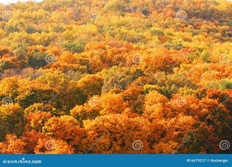 trees stock image image  background