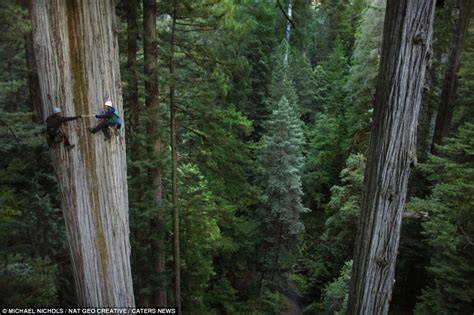 redwood ecologists stop   snack   top    foot redwood